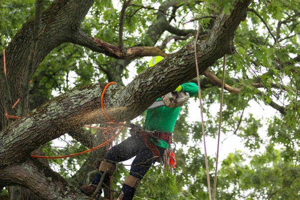 Best Tree Removal Service  in Vassar, MI